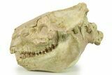 Fossil Oreodont (Eporeodon) Skull with Atlas Vertebra #284204-1